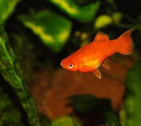 King of best sale toys platy