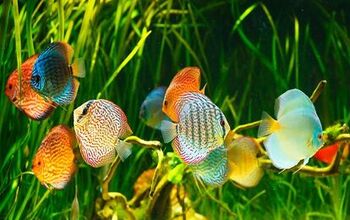 Take a Walk On the Wild Side of Bettas | PetGuide