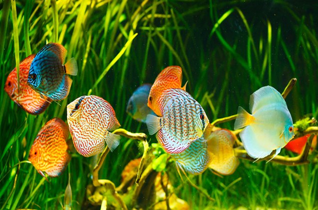 The Dish on Discus | PetGuide