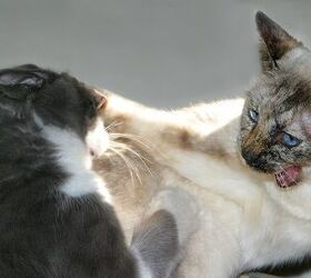 Hissing Tips on How to Stop Cats From Fighting