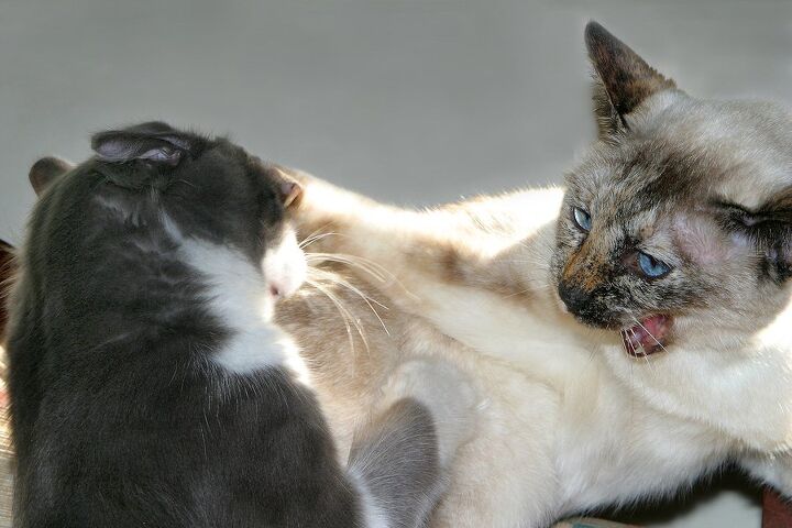 hissing tips on how to stop cats from fighting