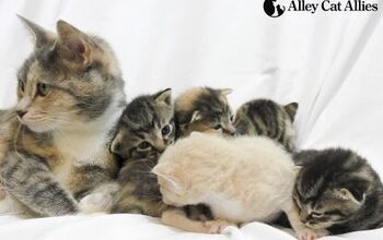 5 Ways to Help Stray Kittens This Spring