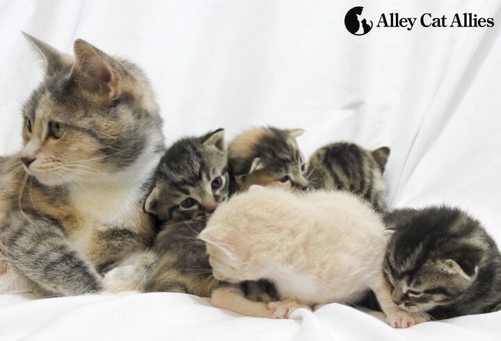 5 ways to help stray kittens this spring