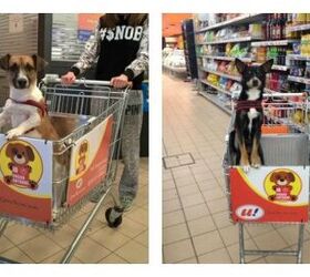 italian grocer introduces dog friendly shopping carts