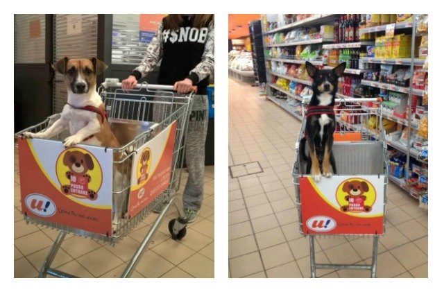 italian grocer introduces dog friendly shopping carts