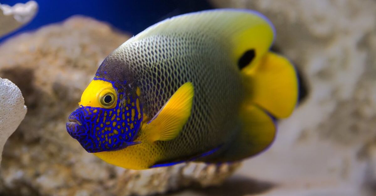 Marine Angelfish Fish Breed Information and Pictures - PetGuide | PetGuide