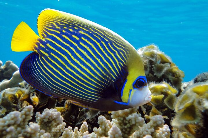 Marine Angelfish Fish Breed Information and Pictures - PetGuide | PetGuide