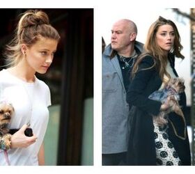 Actor Amber Heard Pleads Guilty To Illegal Dog Importation