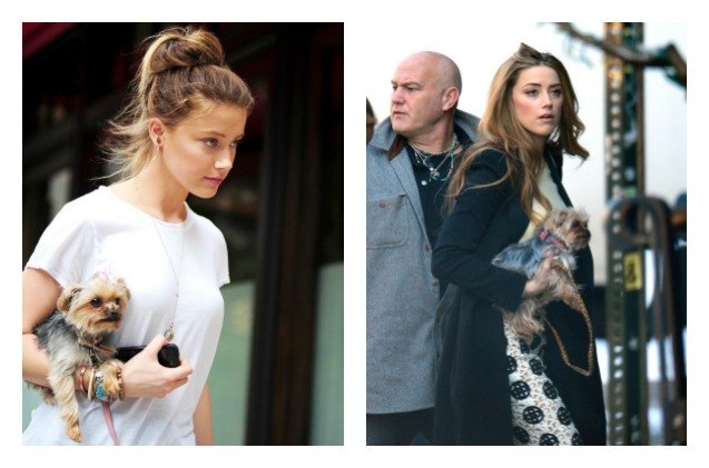 actor amber heard pleads guilty to illegal dog importation