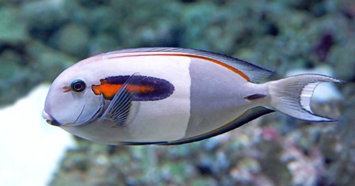 Surgeonfish | PetGuide