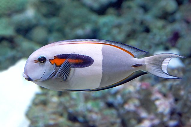 Surgeryfish Surgeonfish | PetGuide