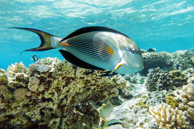 Surgeonfish | PetGuide
