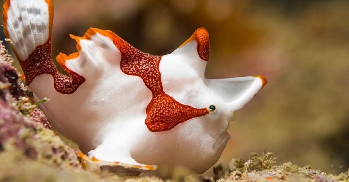 Phrog Fish Frogfish Fish Breed Information and Pictures - PetGuide | PetGuide