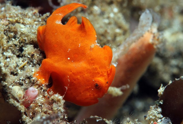 Smooth Frogfish Frogfish Fish Breed Information and Pictures - PetGuide | PetGuide