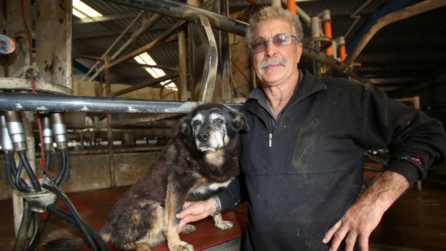 maggie the world s oldest dog dies at 30