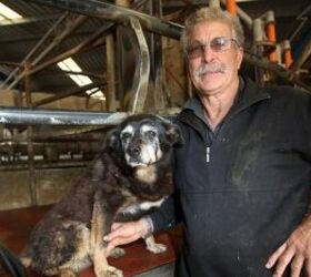 Maggie, the World’s Oldest Dog Dies, at 30