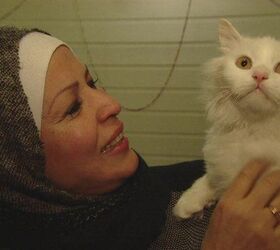epic journey of refugee cat will have you cutting onions video