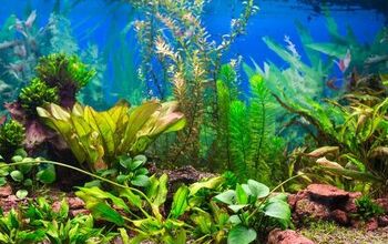 The Pros and Cons of CO2 in an Aquarium