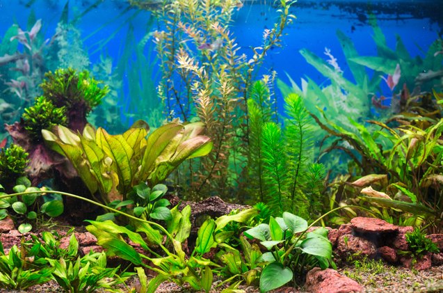the pros and cons of co2 in an aquarium