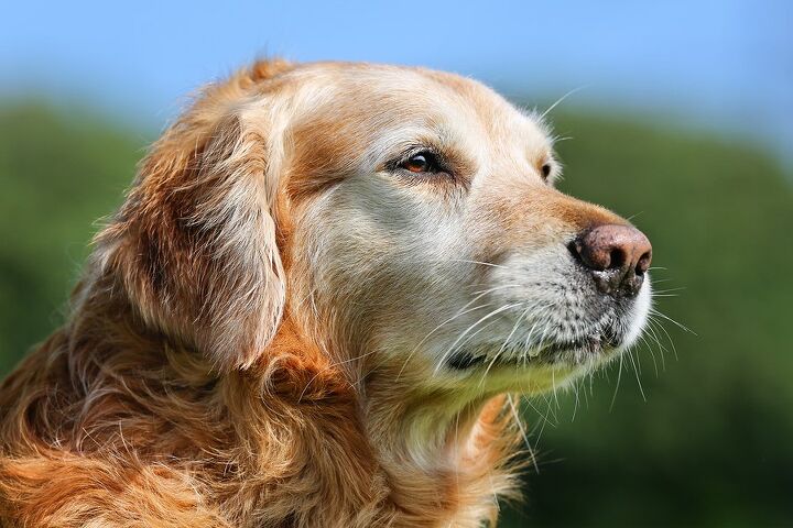 Ask The Hairy Dogfathers How Soon Is Too Soon PetGuide Ask The Hairy Dogfathers How Soon Is Too Soon PetGuide