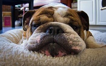 10 Bodacious Facts About Bulldogs