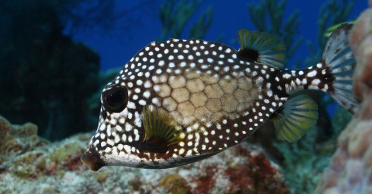 Trunkfish Fish Breed Information and Pictures - PetGuide | PetGuide
