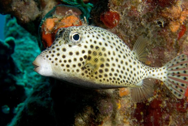 Trunkfish Fish Breed Information and Pictures - PetGuide | PetGuide