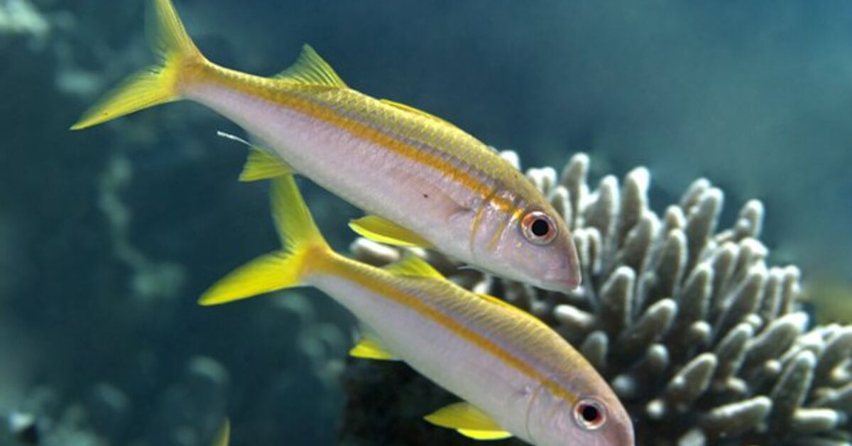 Goatfish Fish Breed Information and Pictures - PetGuide | PetGuide