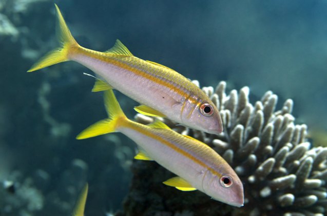 Goatfish Fish Breed Information and Pictures - PetGuide | PetGuide