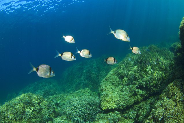 Sea Bre Sea Bream | PetGuide
