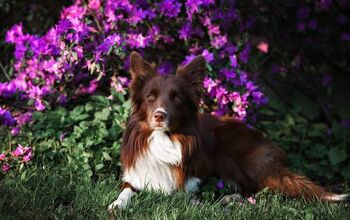 How To Create a Safe and Inviting Pet-Friendly Backyard