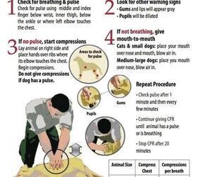 lifesaving steps on how to perform dog cpr