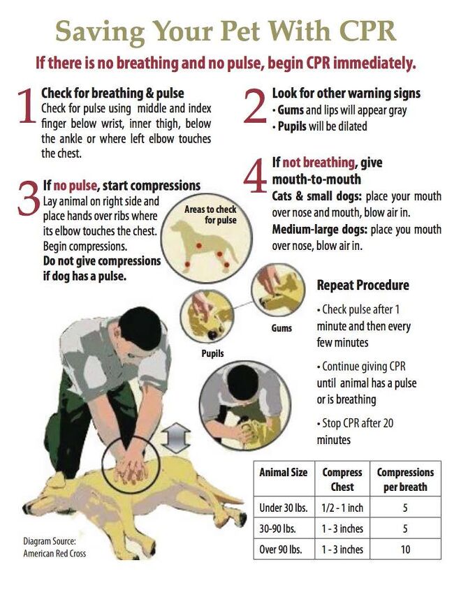 lifesaving steps on how to perform dog cpr