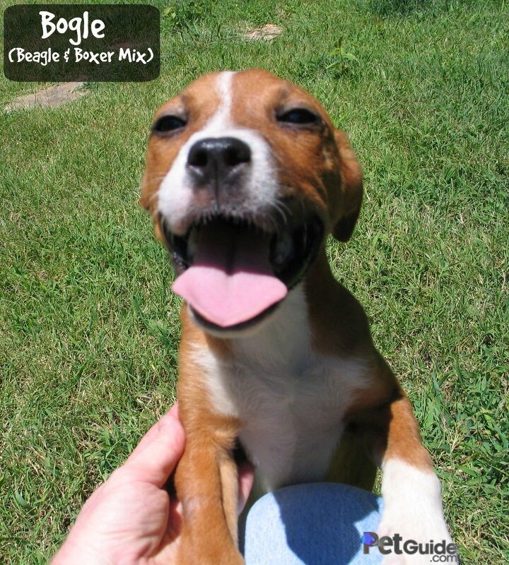 Bogle Package Bogle Dog Breed Health, Temperament, Grooming, Feeding and Puppies ...