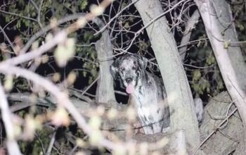 Great Dane Fulfills Squirrel Fantasy, Gets Stuck in Tree