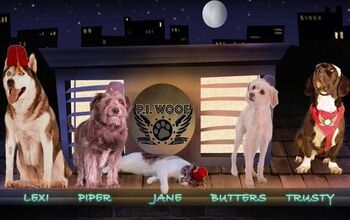 Shelter Pets Star in P.I. Woof “Smellbound” Film Adventure