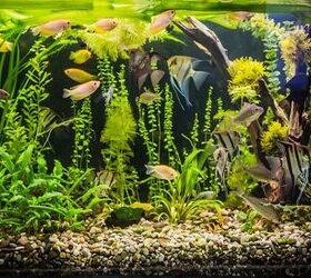Tips for Keeping Your Aquarium Water Quality High