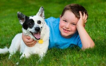 Top 7 Reasons Why Your Kid Needs a Pet