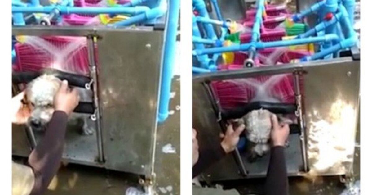 Automatic dog washing machine Clearance
