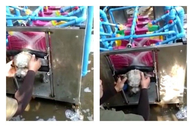good or bad idea the world s first automatic dog washing machine