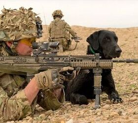 UK Military Dogs Honored for Service With Bravery Award