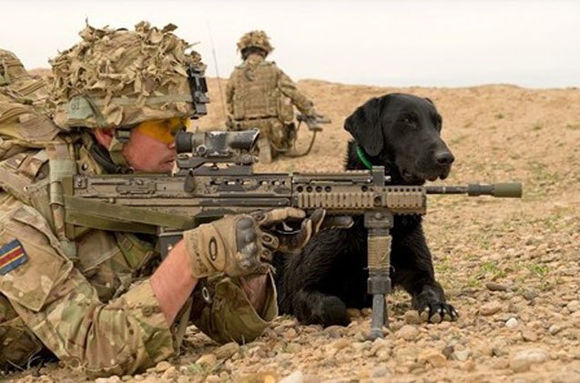 uk military dogs honored for service with bravery award