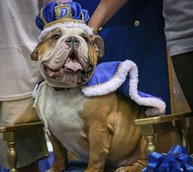 Former Rescue Bully Crowned 37th Annual Beautiful Bulldog