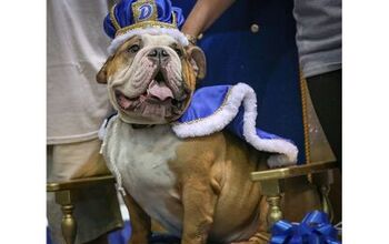 Former Rescue Bully Crowned 37th Annual Beautiful Bulldog