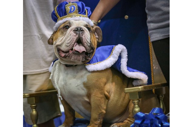former rescue bully crowned 37th annual beautiful bulldog