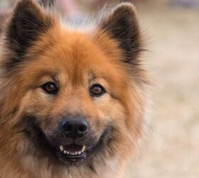 Eurasier lifespan hot sale