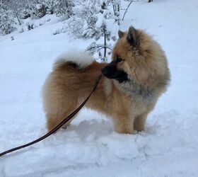 is the eurasier a good breed of dog