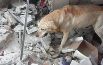 Heroic Dog Dies After Saving 7 People in Ecuador Earthquake Aftermath