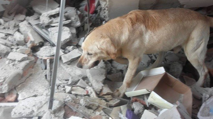 heroic dog dies after saving 7 people in ecuador earthquake aftermath