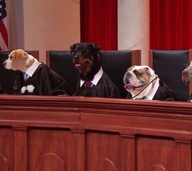Boston Law Firm Only Represents Canine Clients